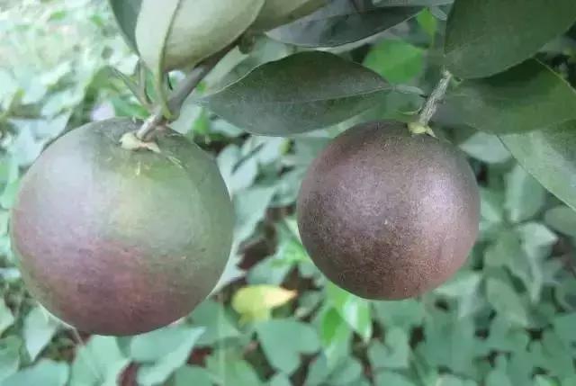 柑橘10月份还要预防锈壁虱吗,柑橘锈壁虱防治最新农药有哪些