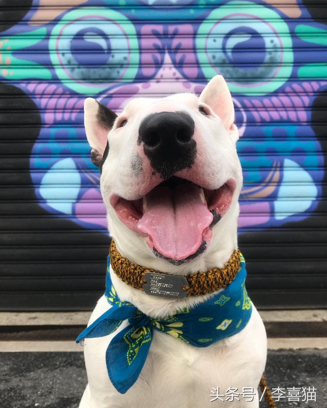 争强好胜不是错,牛头梗是狗中最厉害的一个