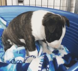 牛头梗的杀伤力有多强,牛头梗的攻击性有多强