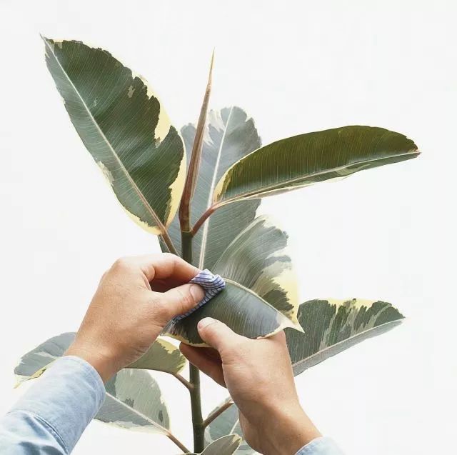 独杆橡皮树造型图片,独杆橡皮树怎么分叉视频