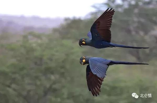 巧言善辩的视频,智商第一名的金刚鹦鹉是什么