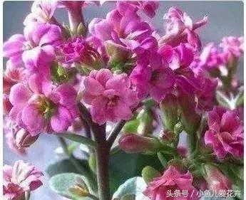 养花浇水知道这14个坑花能活20年,不适合多浇水的8种花