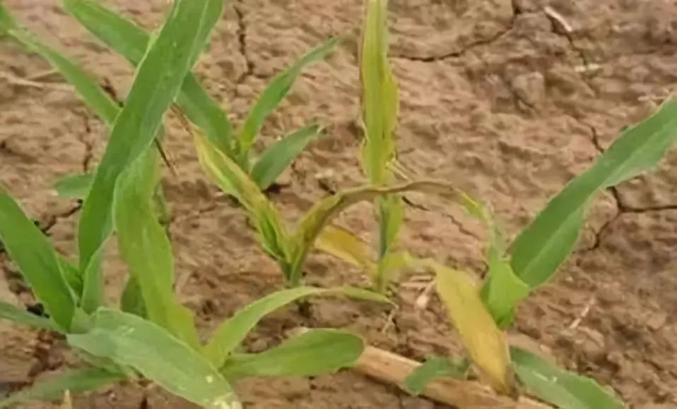 缓解小拱棚除草剂药害最快的方法,碧护能缓解除草剂药害和肥害