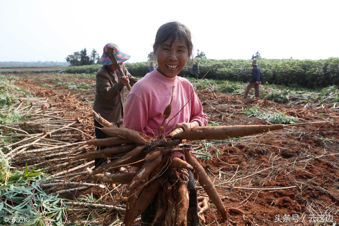 木薯有毒为什么还要做珍珠奶茶,奶茶珍珠木薯