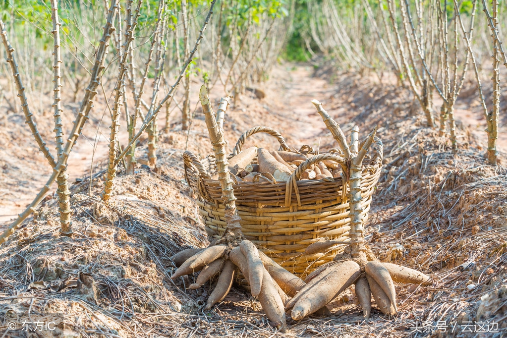 木薯有毒为什么还要做珍珠奶茶,奶茶珍珠木薯
