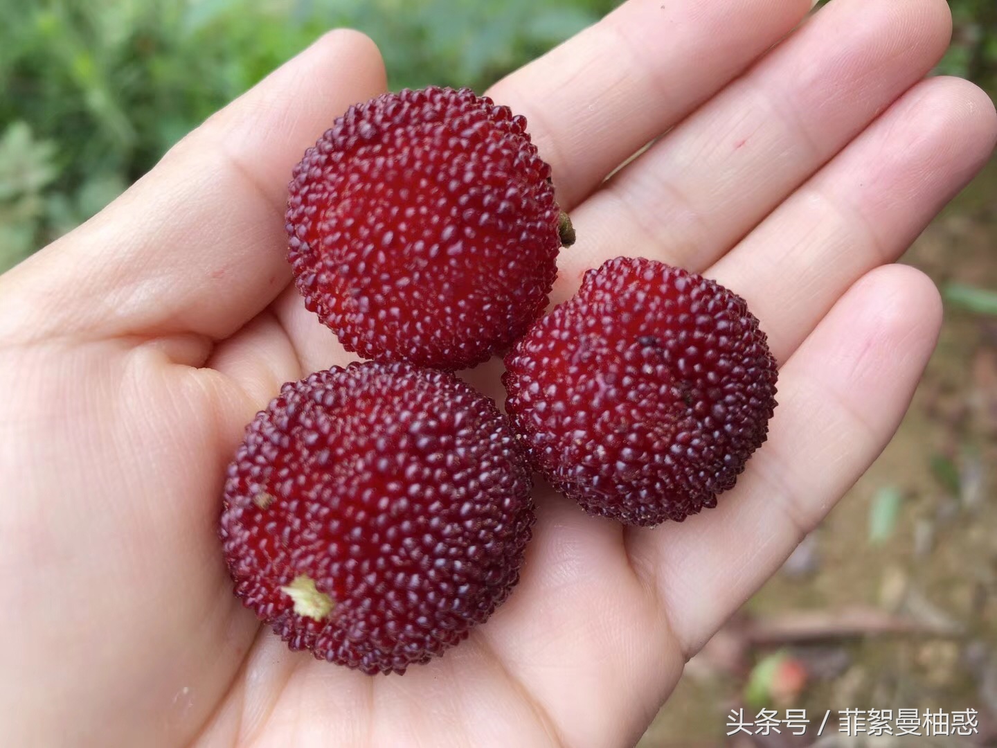 世界杯在哪看比赛,世界杯在哪看