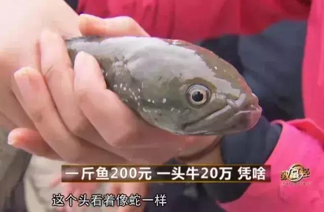 一斤鱼卖500元视频,一斤鱼卖十块五万斤多少钱