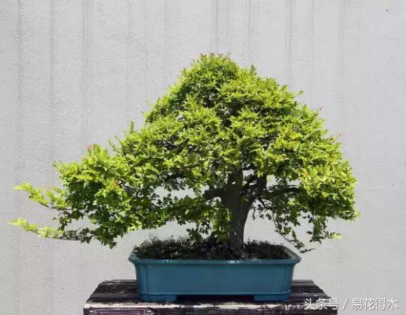 怎么区分榆树和榉树,怎么分辨榆叶梅和碧桃