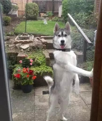 哈士奇被主人绑在家门口，不为了看门，只是防止二哈上天！