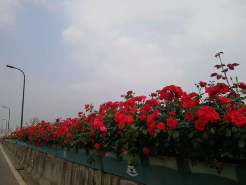 北方爬藤月季最好品种在哪购买,最适合广西种植的爬藤月季品种