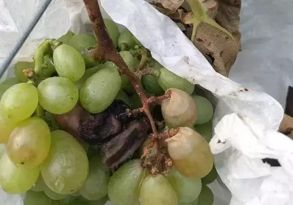 葡萄小果脱落是什么原因,葡萄软果掉果是怎么回事