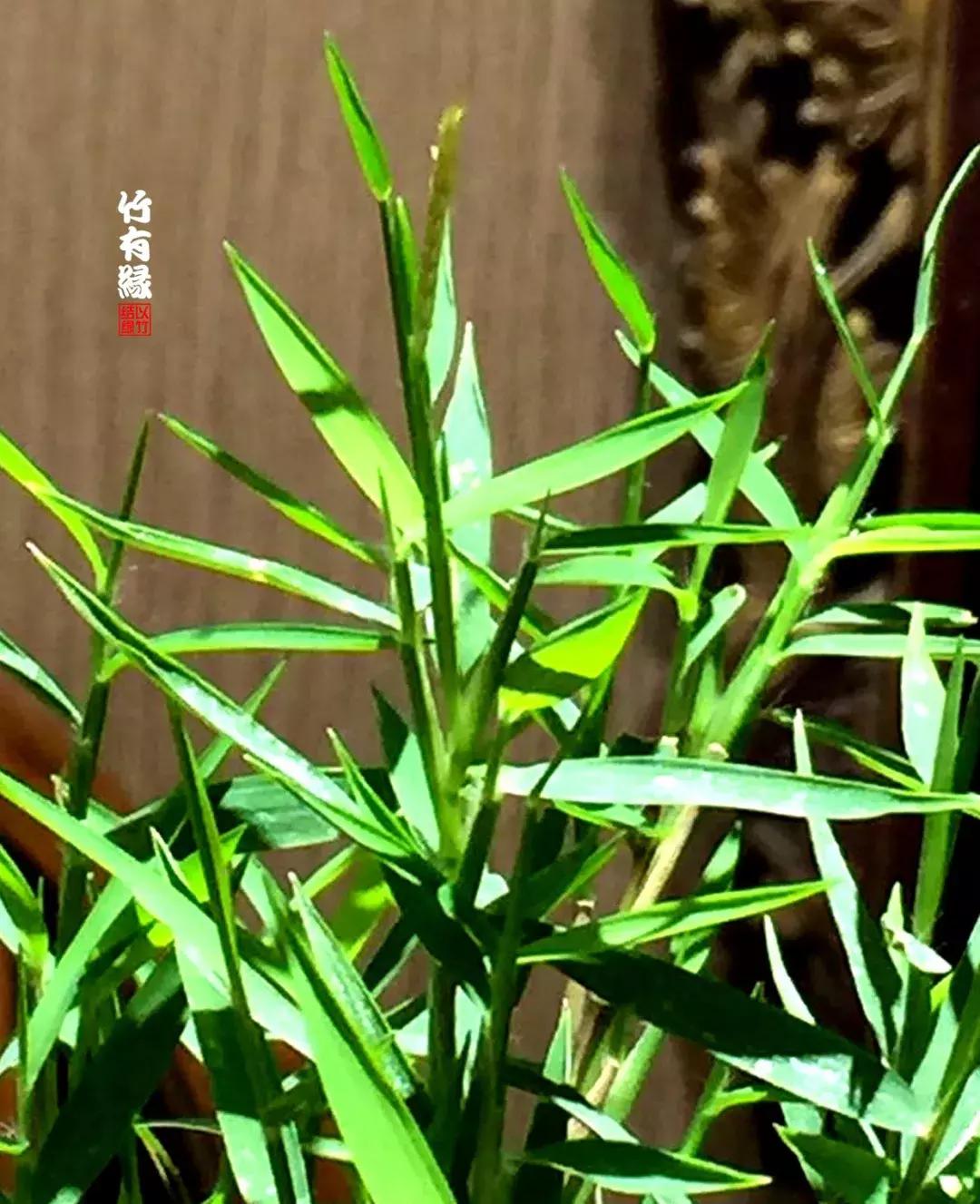 姬翠竹竹杆种植,姬翠竹养护修剪