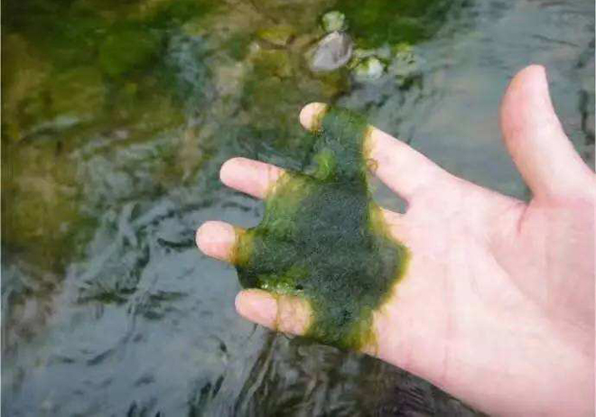 水稻田绿藻太多对水稻有危害吗,水稻田青苔怎么治最好