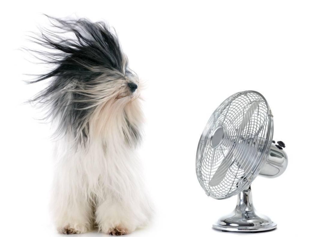 空气循环制冷风扇大宇,大宇空气循环制冷风扇