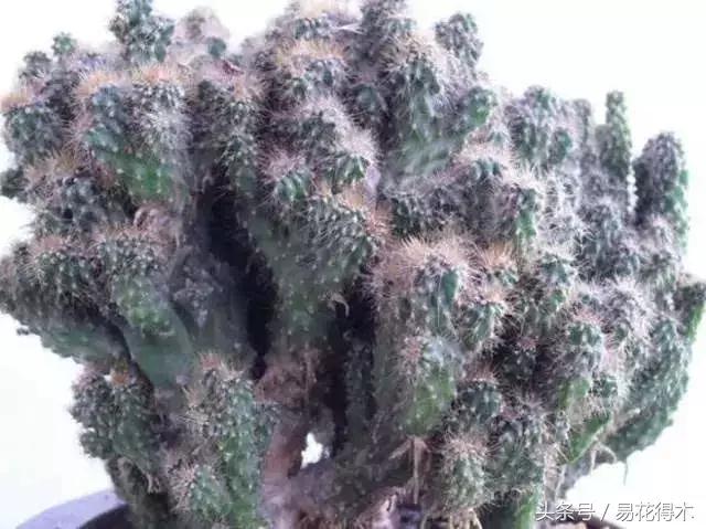 多肉植物仙人掌怎样养得粗壮,山影拳仙人山图片