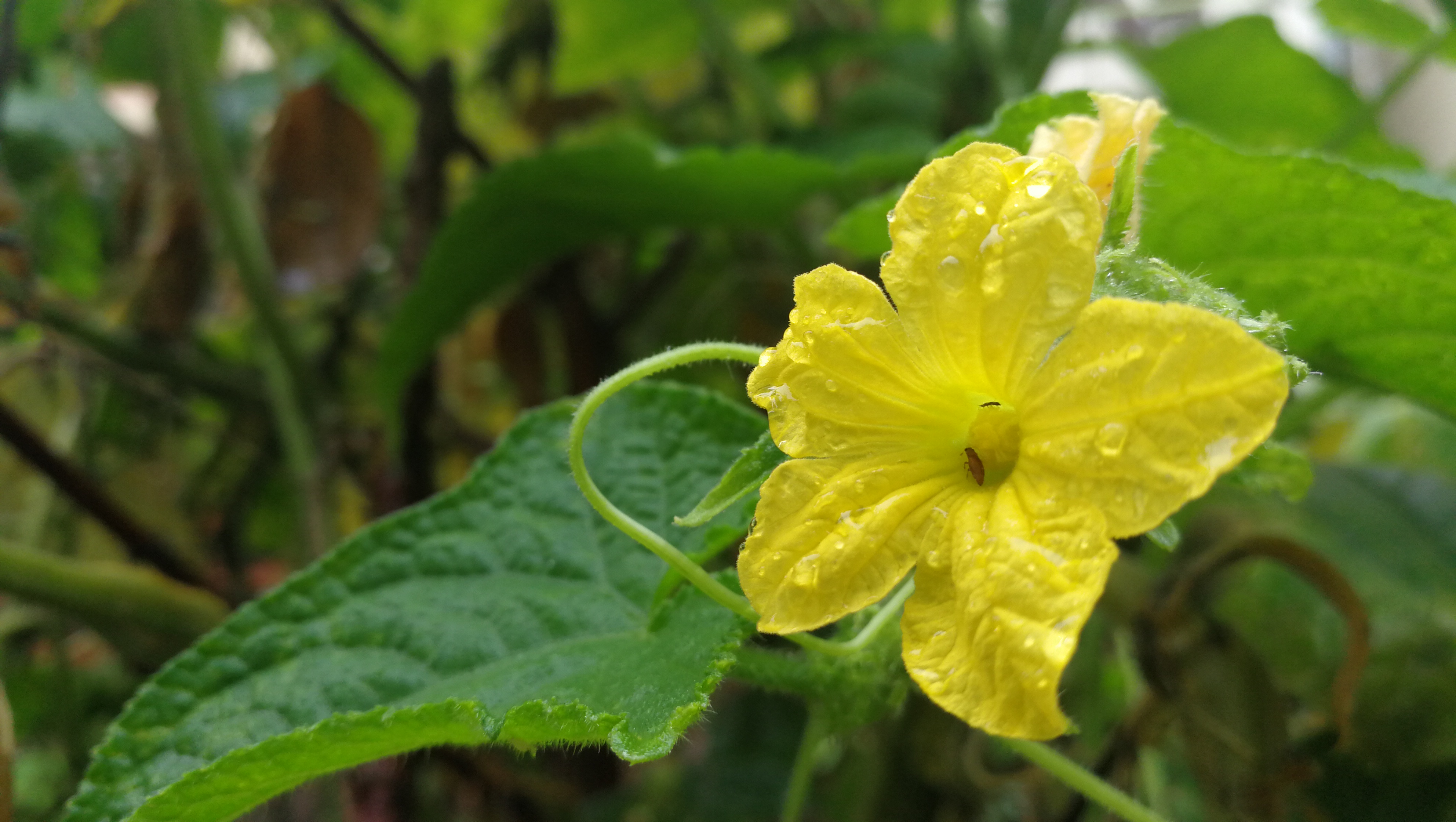 孩子抗拒做家庭作业怎么办,孩子抗拒做作业怎么办