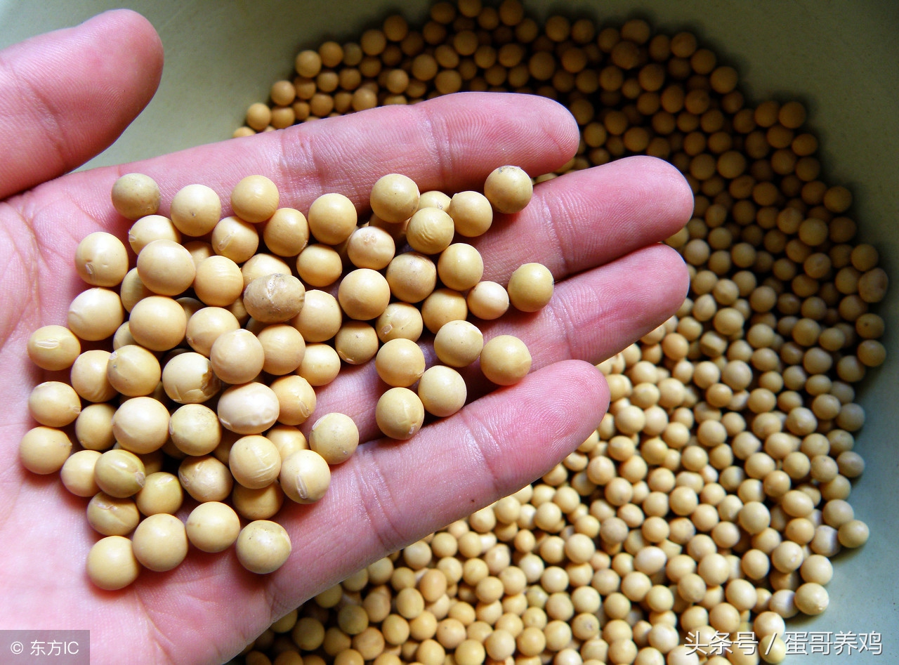 肠道调理视频,肠道调养