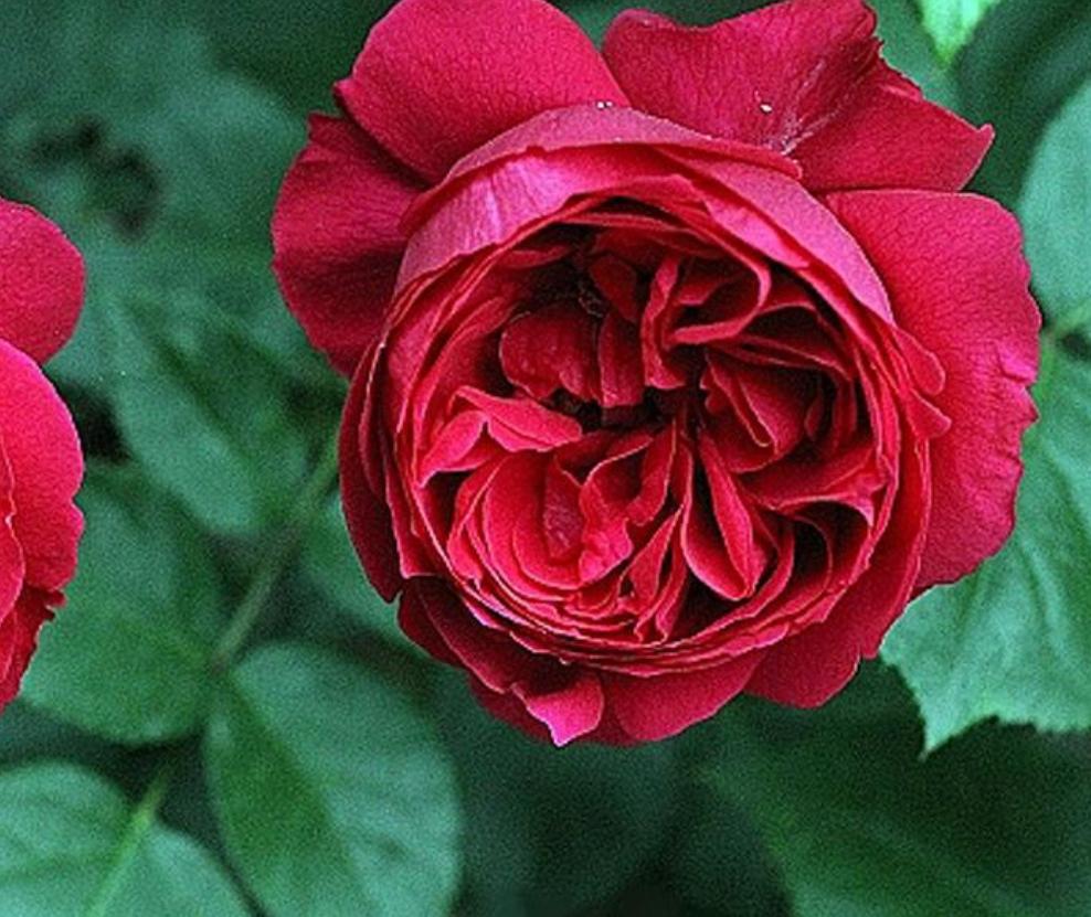 高温天气室外花草适合多浇水吗,高温天气花枯了能浇水吗