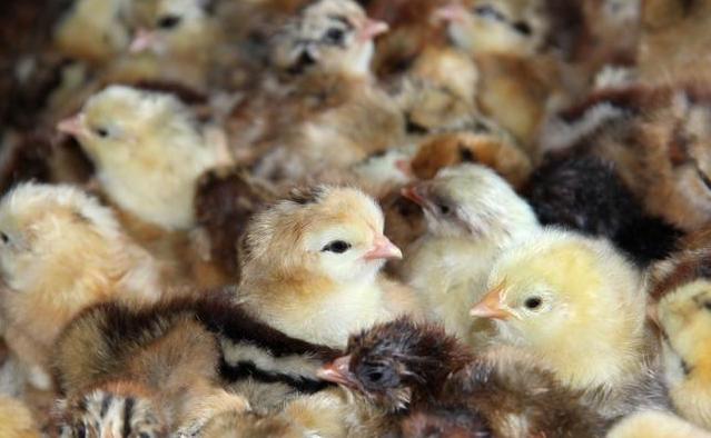 养野山鸡技术,养山鸡如何防蛇