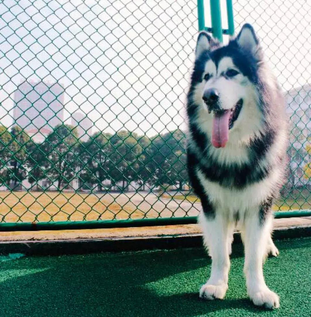 狗狗行为突然反常一直盯着门看,狗狗6种迷惑行为解读