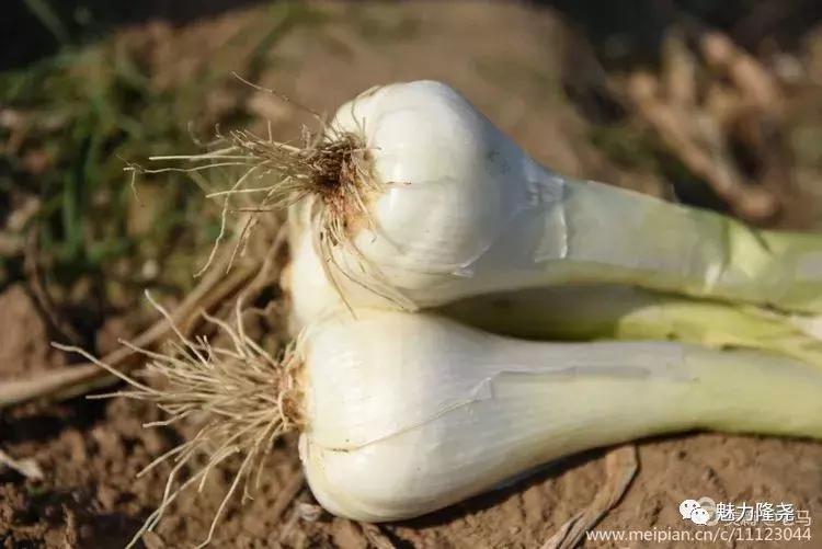 全球李氏祭祖大典隆尧,隆尧李氏恳亲大会直播视频