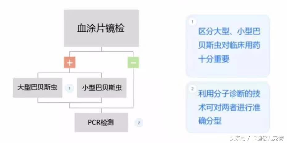 巴贝斯焦虫的终末宿主,巴贝斯焦虫病能扛过去吗