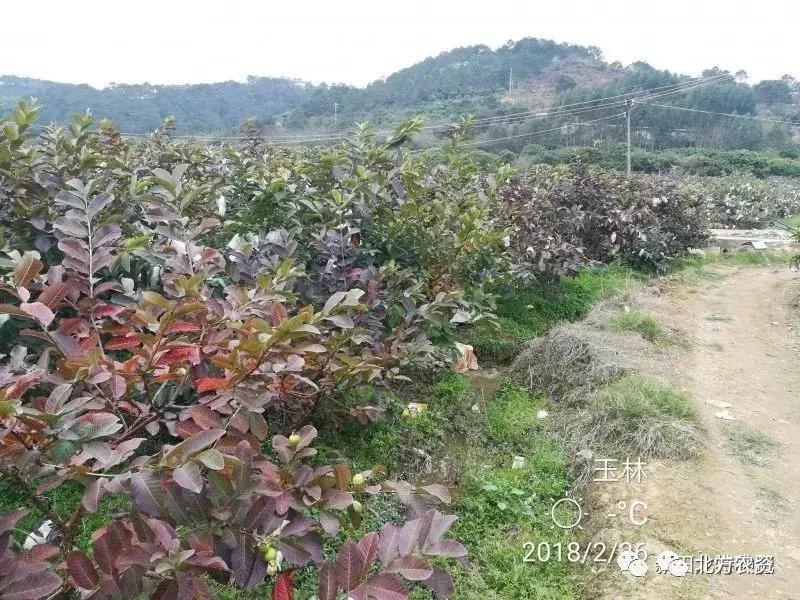 种植番石榴能赚到钱吗,种植番石榴一亩挣多少钱