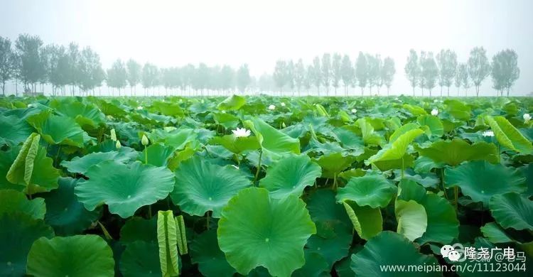 又得胖十斤!羊汤、贡藕、熏鸡,隆尧美食好吃到爆炸!