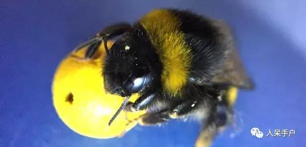 虫虫也能学会“踢球”，这难道是要参加世界杯的节奏？