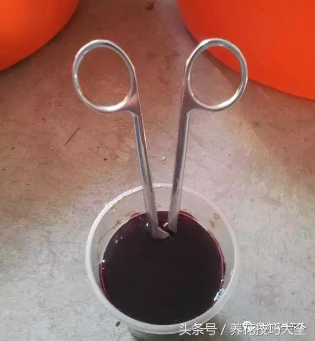 蟹爪兰长得好好的就断了怎么回事,蟹爪兰花谢了怎么处理才能复花