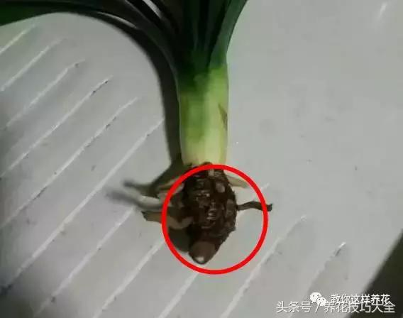 蟹爪兰长得好好的就断了怎么回事,蟹爪兰花谢了怎么处理才能复花