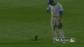 世界杯预言家已上线谁又是预言家,世界杯预言猫