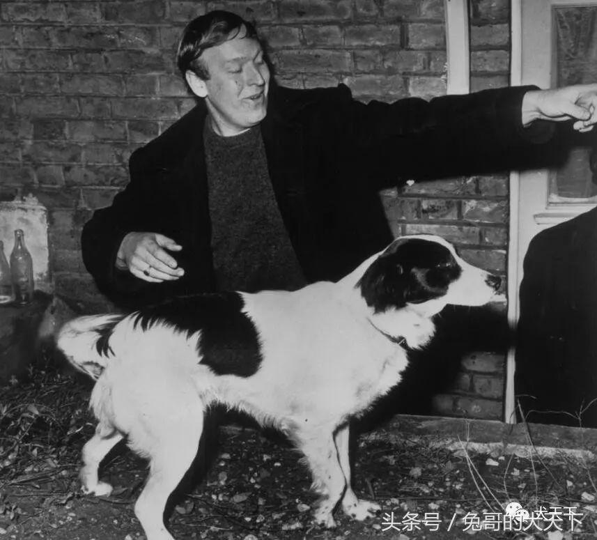 足球吉祥物狗狗盘点,一只狗狗拯救了无数人