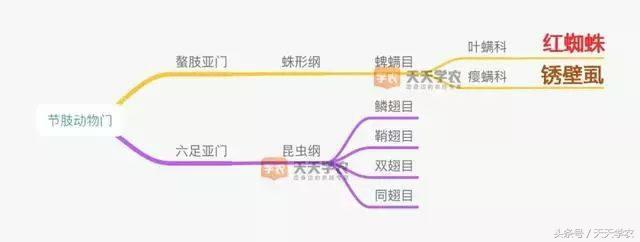 黑皮果锈壁虱,锈壁虱的黑皮能掉吗