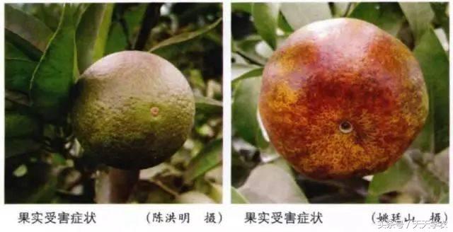 黑皮果锈壁虱,锈壁虱的黑皮能掉吗