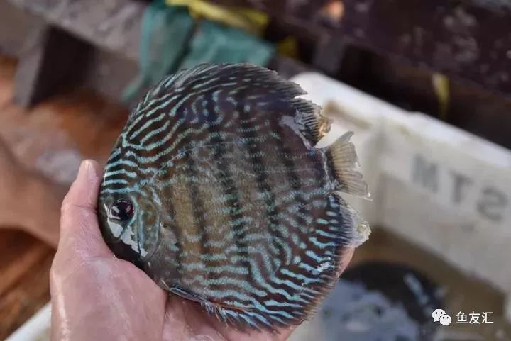 特隆贝塔如何饲养,特隆贝塔半皇与红彩区别