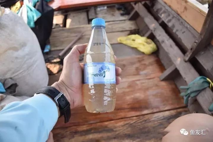 特隆贝塔如何饲养,特隆贝塔半皇与红彩区别