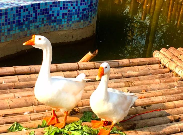 成都沸腾小镇繁花似锦,成都天府新区沸腾小镇