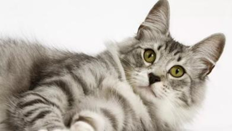 5招手把手教你如何防治跳蚤