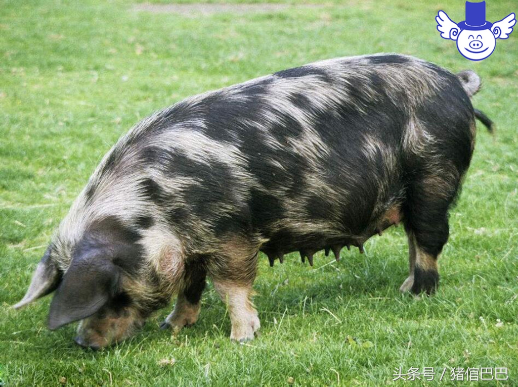 初产母猪容易难产怎么办？只需要做好这些工作就不用担心了