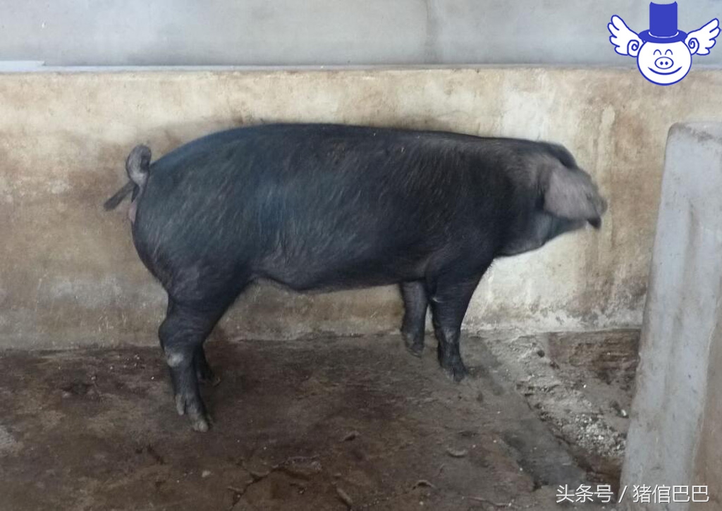 母猪产崽需要注意什么,如何使母猪产崽快