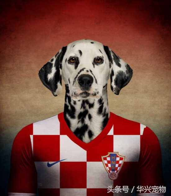 世界杯足球狗狗闯入赛场,足球世界杯狗狗视频