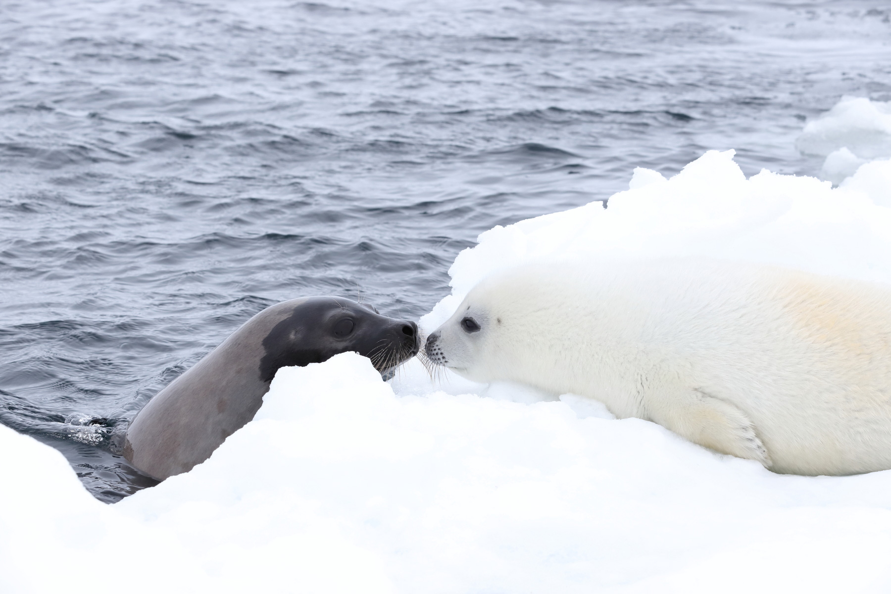 佳能70-200mm镜头f4优缺点,佳能70-200mmf2.8三代