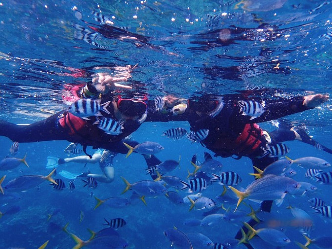 帕劳海底之旅,帕劳的海底