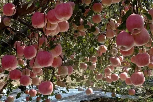 大连自驾游的游记,大连近郊游自驾推荐