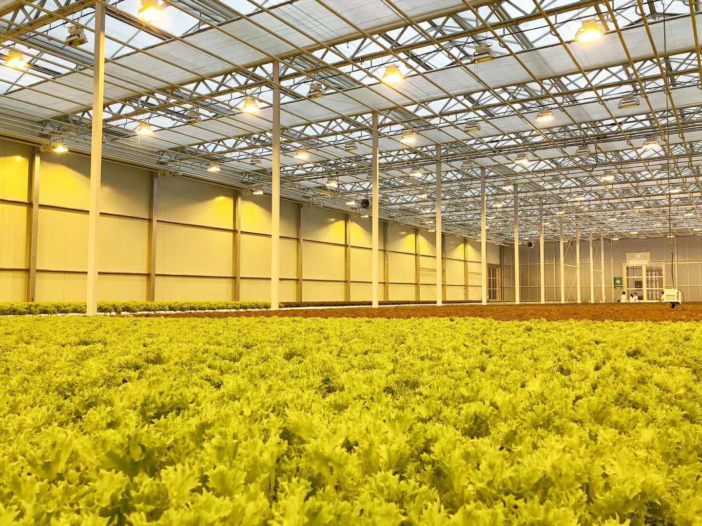 温室蔬菜大棚建设注意事项,温室大棚和普通大棚有什么不一样