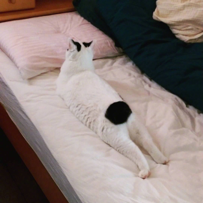 男生邀请奶奶走毕业红毯:她从小照顾我,最辛苦功劳最大