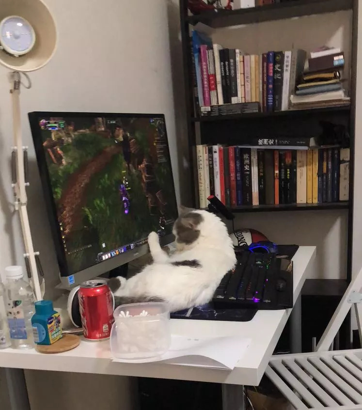 不养猫不爱狗,不养猫不养狗还可以养什么宠物