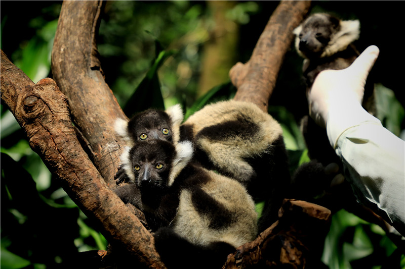 为迎父亲节，她生的“明星”三胞胎，今天终于“露面”了！