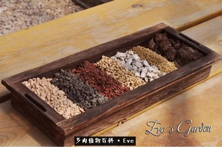 仙女杯多肉植物,拇指仙女杯也叫帕奇飞图吗